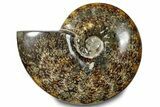 Polished Ammonite (Cleoniceras) Fossil - Madagascar #283310-1